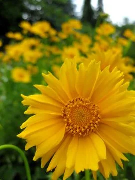 Yellow Sunflower Stock Photos