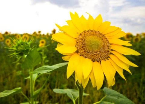 Yellow sunflower Stock Photos