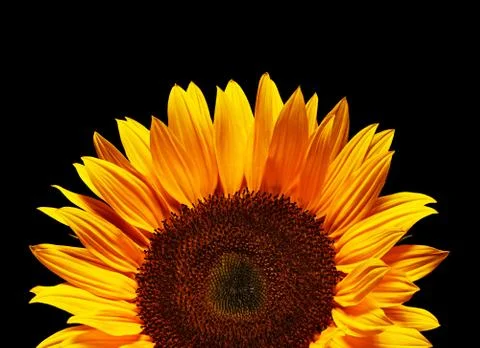 Yellow sunflower Stock Photos