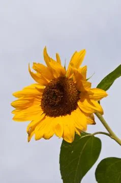 Yellow Sunflower Stock Photos