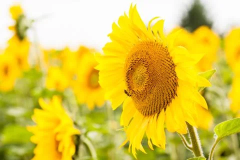 Yellow sunflower Stock Photos