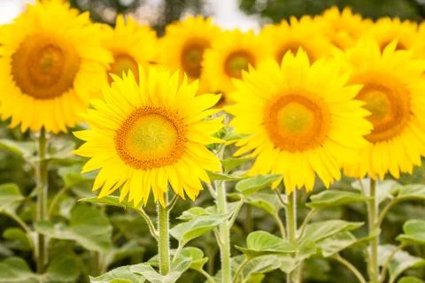 Yellow sunflower Stock Photos
