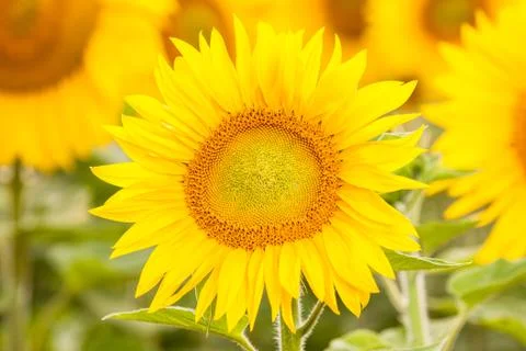 Yellow sunflower Stock Photos