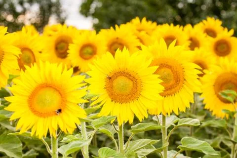 Yellow sunflower Stock Photos