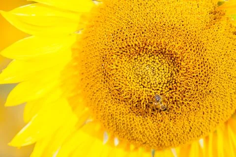 Yellow sunflower Stock Photos