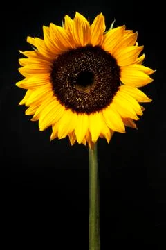 Yellow Sunflower Stock Photos