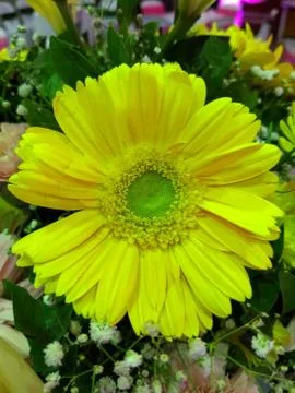 Yellow sunflower Stock Photos
