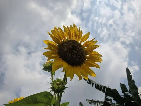 Yellow sunflower Stock Photos