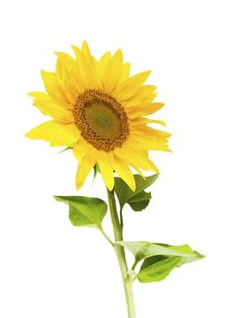 Yellow sunflower Stock Photos