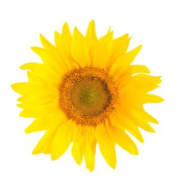 Yellow sunflower Stock Photos