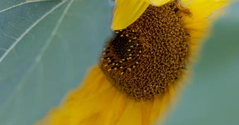 Yellow Sunflower. Фото