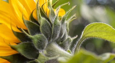 Yellow Sunflower. 写真素材