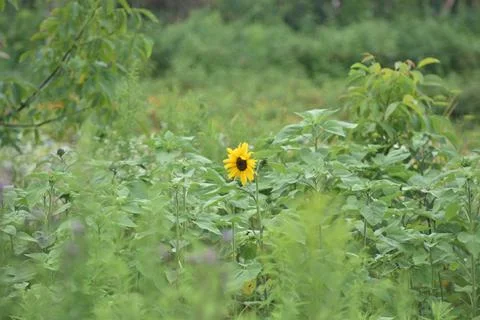 Yellow sunflower Stock Photos