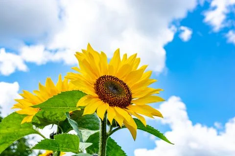 Yellow sunflower Stock Photos