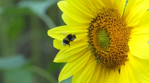 Yellow sunflower pollinated by bumblebee Video stock 314377414