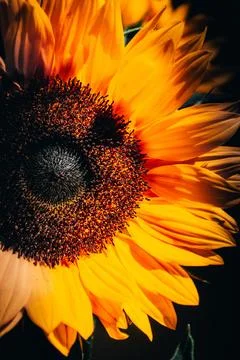 Yellow sunflower in the rays of the bright setting sun on a black background Stock Photos