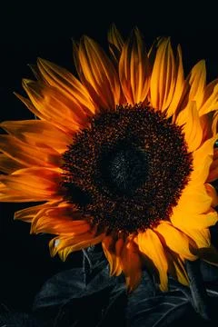 Yellow sunflower in the rays of the bright setting sun on a black background Stock Photos