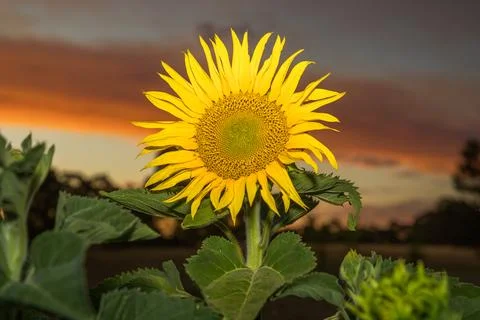 Yellow sunflower at sunset Stock Photos