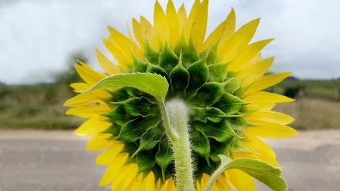 Yellow sunflower view from the back on a cloudy day. Stock Photos