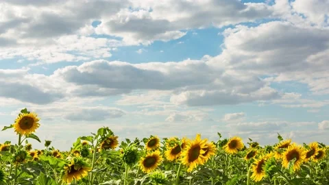 Yellow sunflowers and large clouds, time lapse, 4k Stock-Footage 135558583