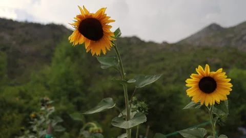 Yellow sunflowers blowing in wind Stock Footage 240177891