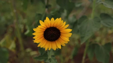 Yellow sunflowers blowing in wind Stock Footage 240178991