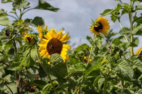 Yellow sunflowers with a blue sky background Stock Photos