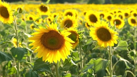 Yellow sunflowers field. Stock Footage 144444245