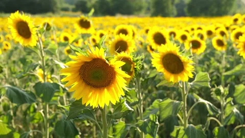 Yellow sunflowers field. Stock Footage 144444302