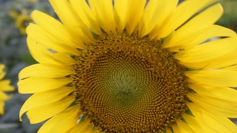 Yellow sunflowers fields in full bloom Stock Footage 129249180