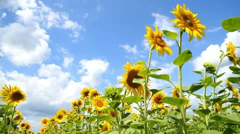 Yellow Sunflowers Stock Footage 22215294