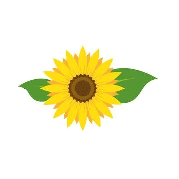 Yellow sunflowers in full bloom. Vector Illustration. Stock Illustration