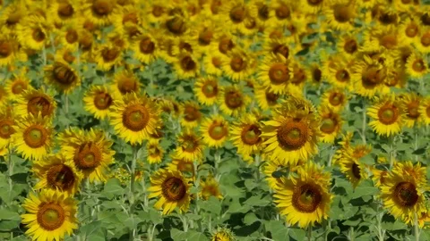 Yellow sunflowers growing in field. 库存影片 83036652