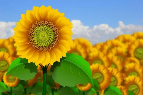 Yellow sunflowers Stock Illustration