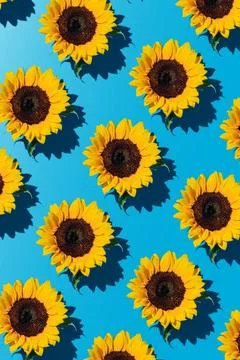 Yellow sunflowers pattern on blue background pop art. Stock Photos
