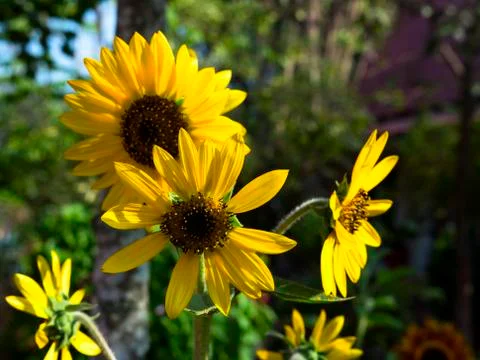 Yellow sunflowers. Stock Photos