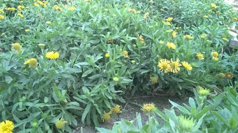 Yellow Sunflowers Stock Photos