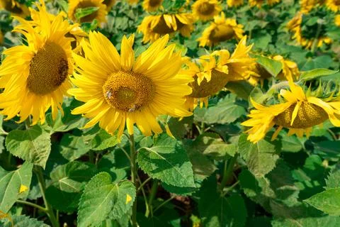 Yellow sunflowers Stock Photos