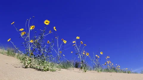 Yellow sunflowers on sand dune Stock Footage 44231781