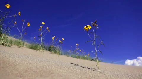 Yellow sunflowers on sand dune Stock Footage 44232230