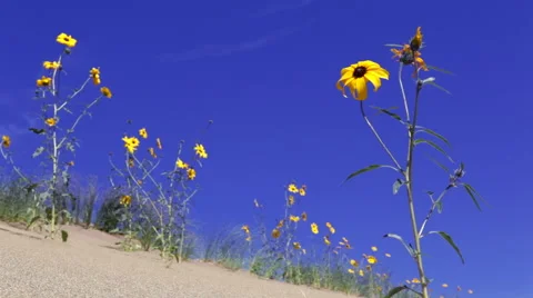 Yellow sunflowers on sand dune Stock Footage 44232423