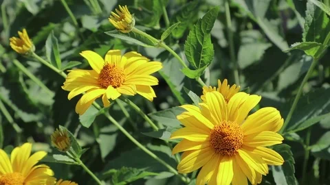 Yellow sunflowers in the wind 库存影片 111317381