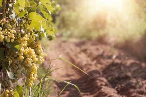 Yellow Sunny Grape Stock Photos