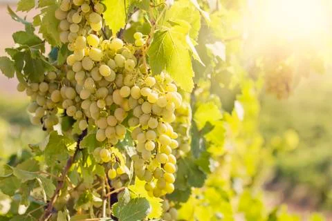 Yellow Sunny Grape Stock Photos