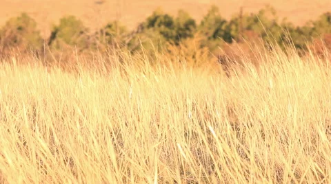 Yellow sunrise grass Stock Footage 44069414
