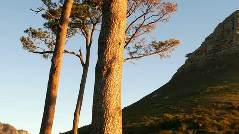 Yellow sunset lit tree barks pan to Lion's Head mountain peak 库存影片 101790034