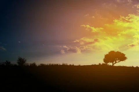 Yellow sunset with silhouette of a tree Foto stock