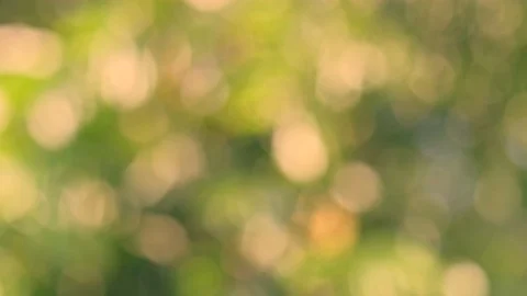 Yellow sunshine on the leaf Stock Footage 108474391