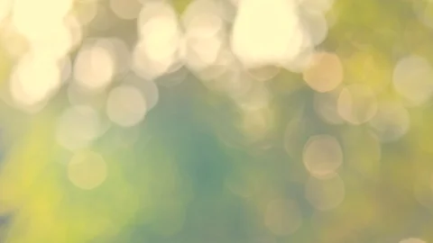 Yellow sunshine on the leaf Stock Footage 108476495