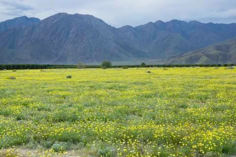 Yellow Super Bloom Stock Photos